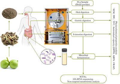 In vitro digestive properties and the bioactive effect of walnut green husk on human gut microbiota